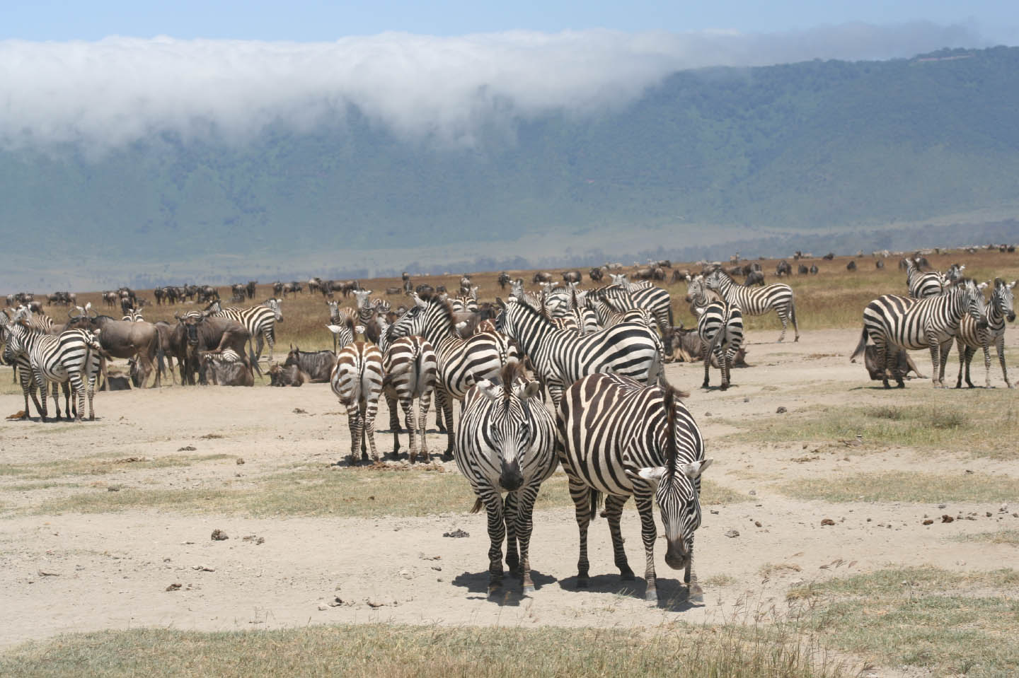 Herds of animals on the Ngorongoro crater floor